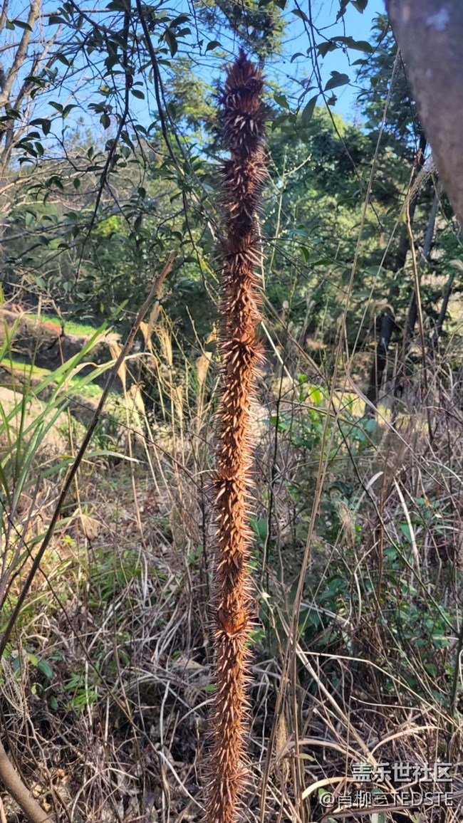 【生活边角料】狼牙棒