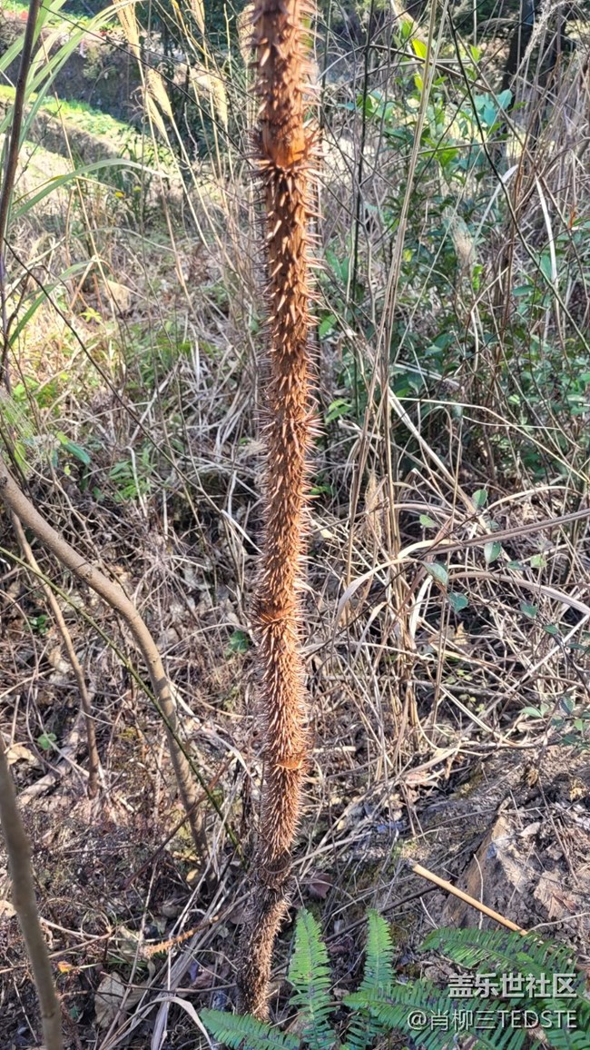 【生活边角料】狼牙棒