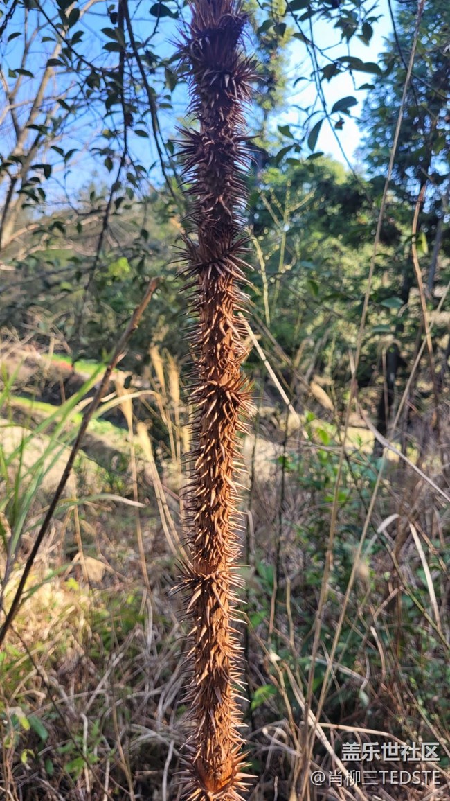 【生活边角料】狼牙棒