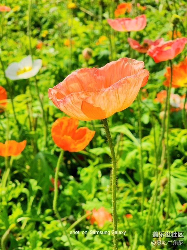 【春日浪漫】万物可爱