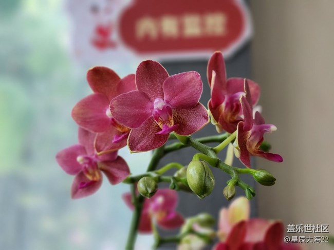 【春日浪漫】+兰花迎春