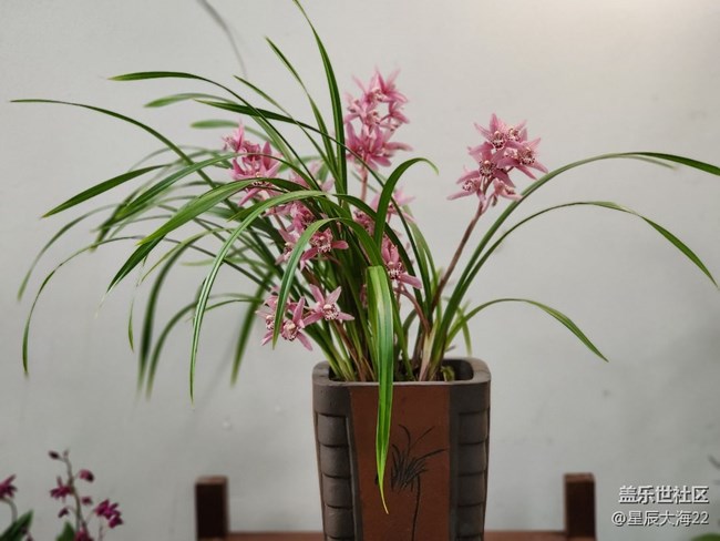 【春日浪漫】+兰花迎春