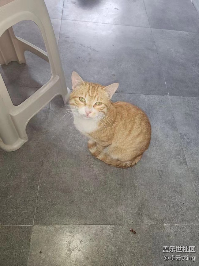 我家小猫