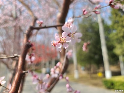 【光影记事】+山桃花