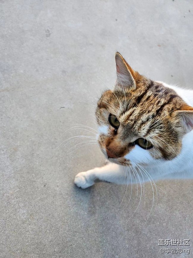 我家小猫