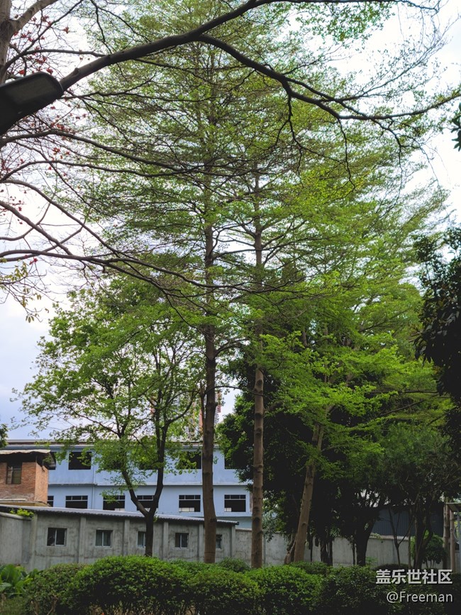 【初春之刻】植新绿 | 寓希望