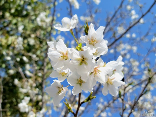 【初春时刻】小白花