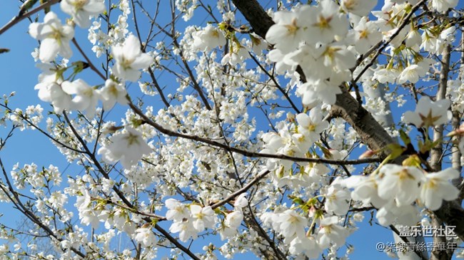 【初春时刻】小白花