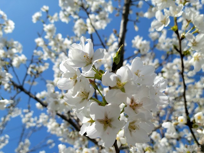 【初春时刻】小白花