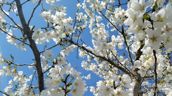 【初春时刻】小白花