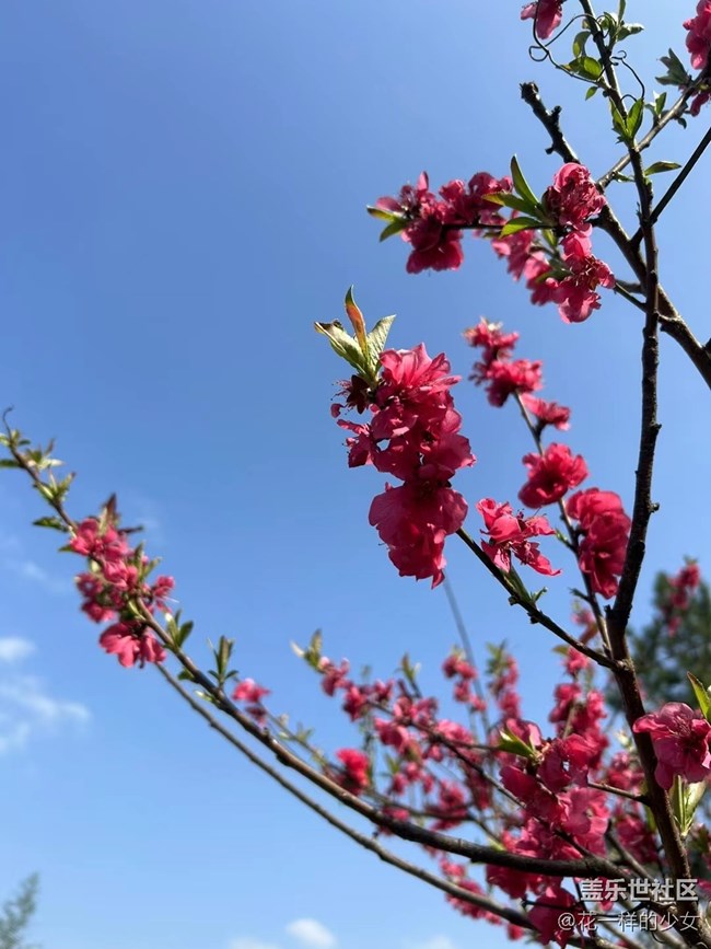 【万物复苏】绿叶与鲜花