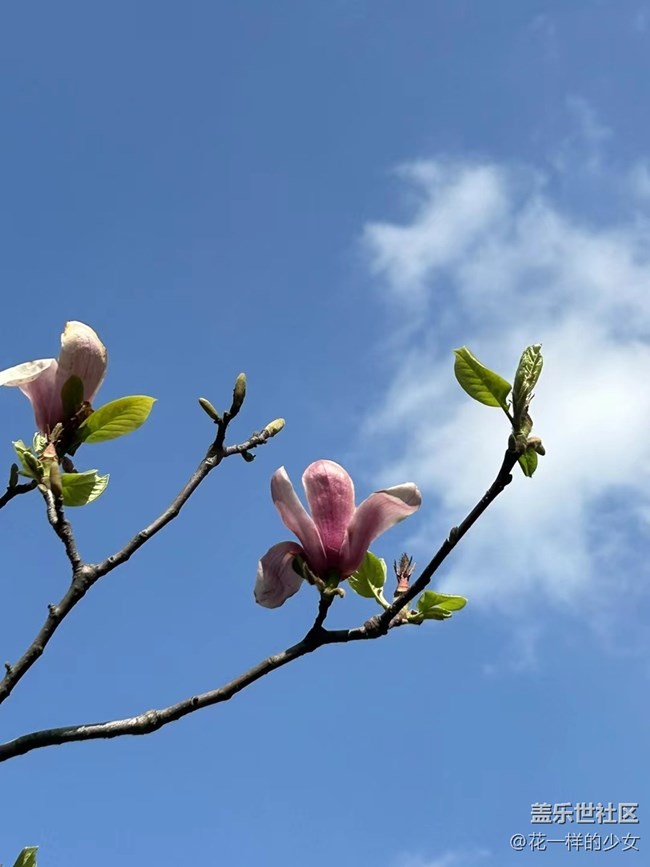 【万物复苏】绿叶与鲜花