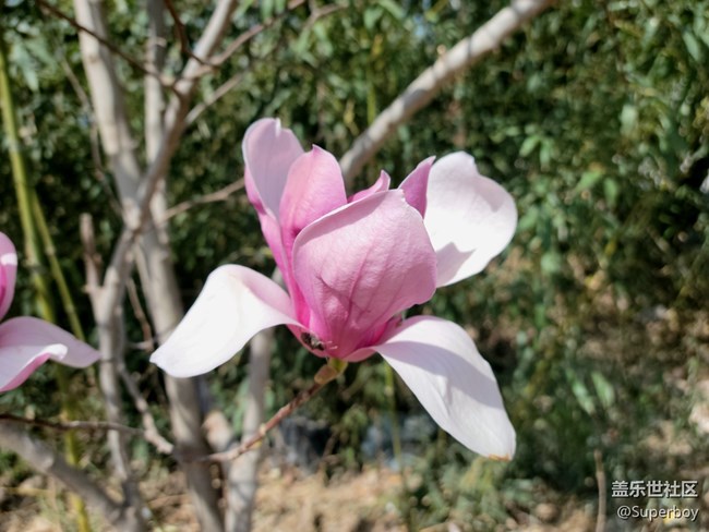 【初春时刻】春暖花开