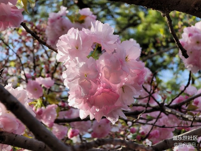 【踏春】樱花开