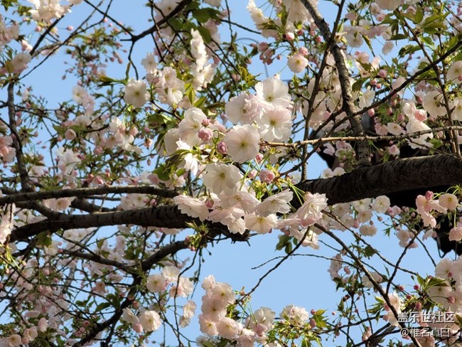 【踏春】樱花开