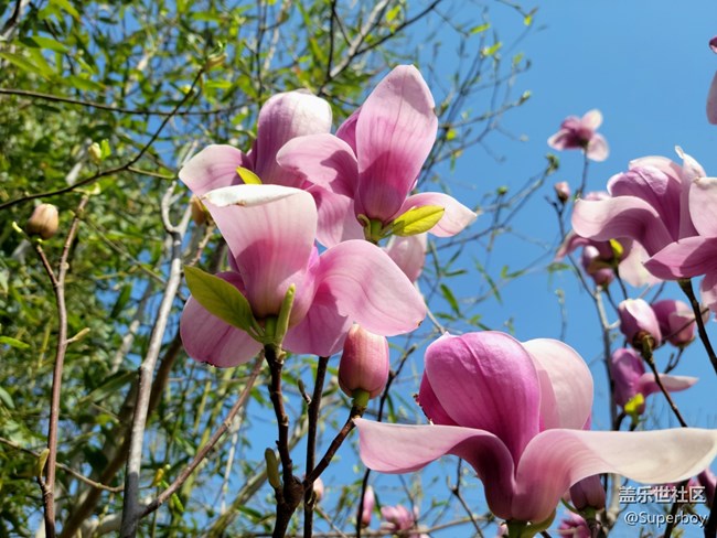 【初春时刻】春暖花开