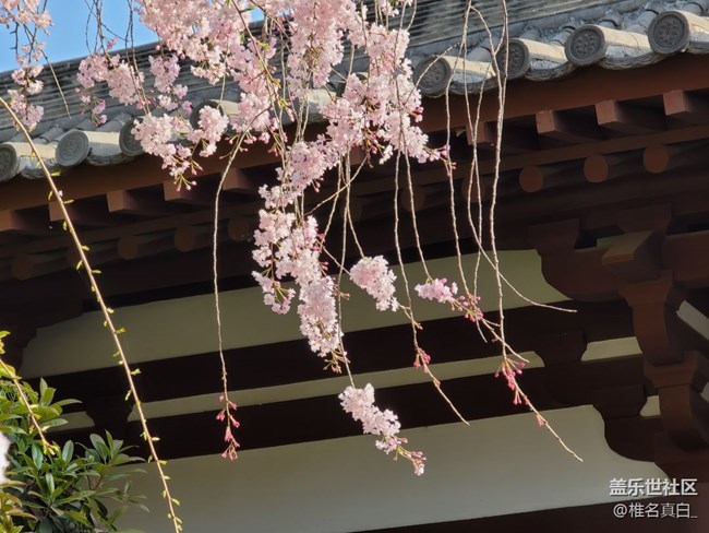 【踏春】樱花开