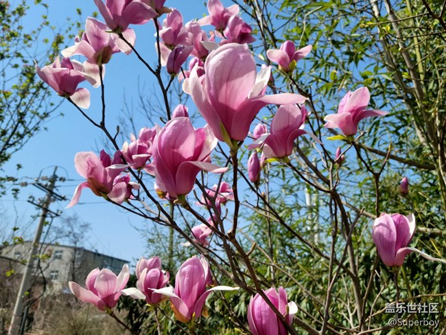 【初春时刻】春暖花开