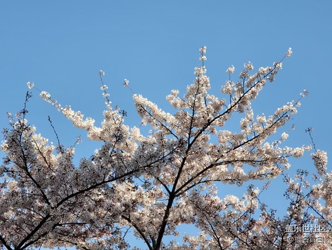 【踏春】樱花开