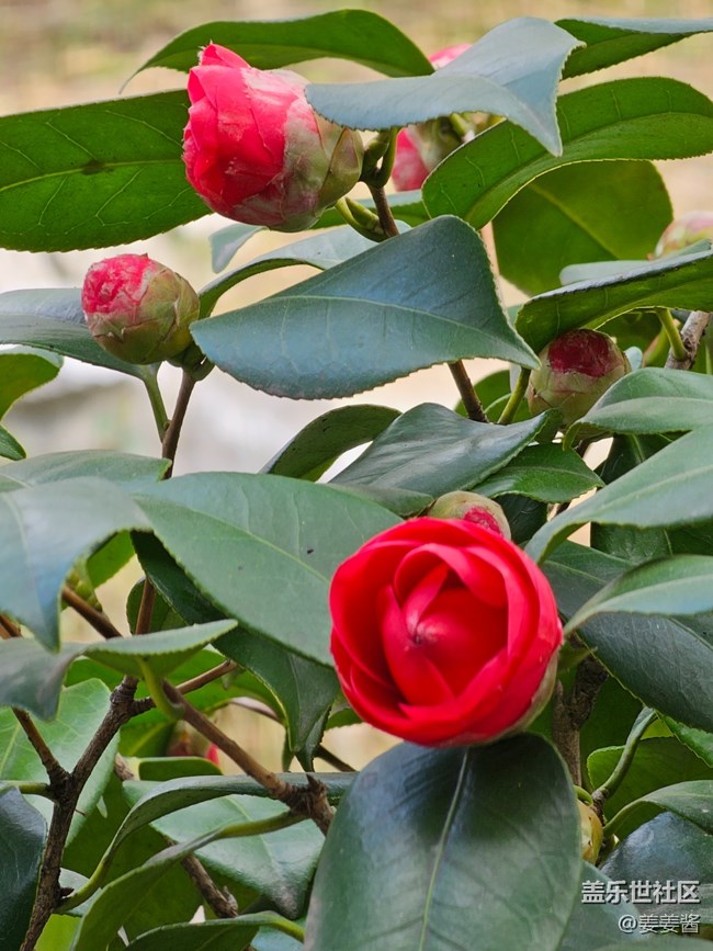 #暖心暖意——绿叶红花