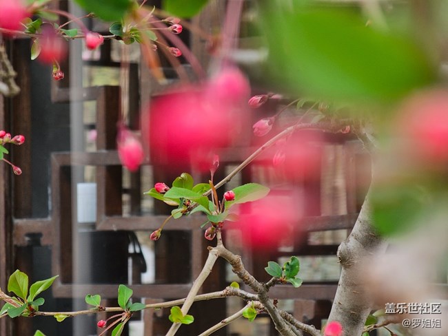 #暖心暖意——公园里的花