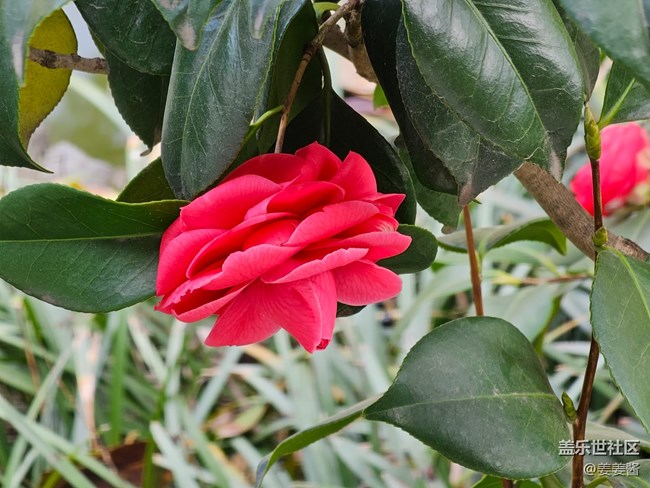 #暖心暖意——绿叶红花