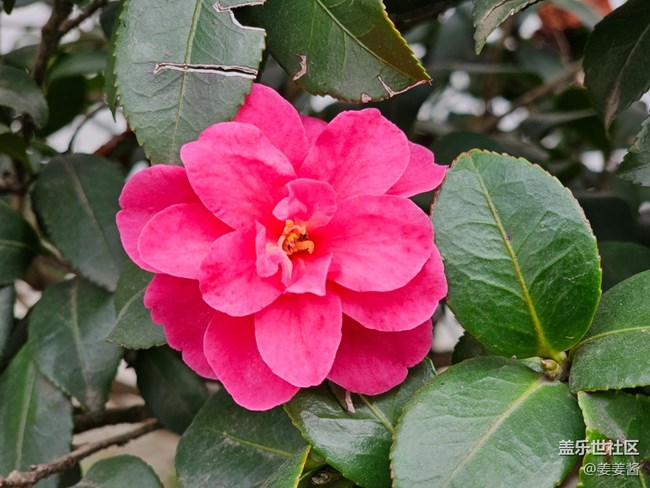 【闪亮的日子】+嫣红