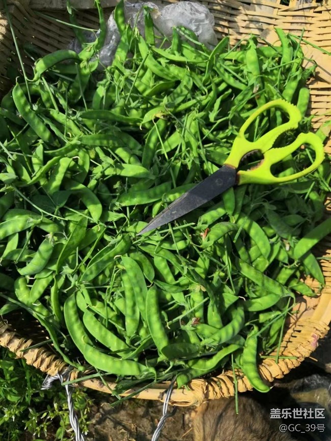 【家乡美食】腊肠炒豆角