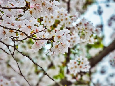 【生活的色彩】+S23 Ultra镜头下的樱花