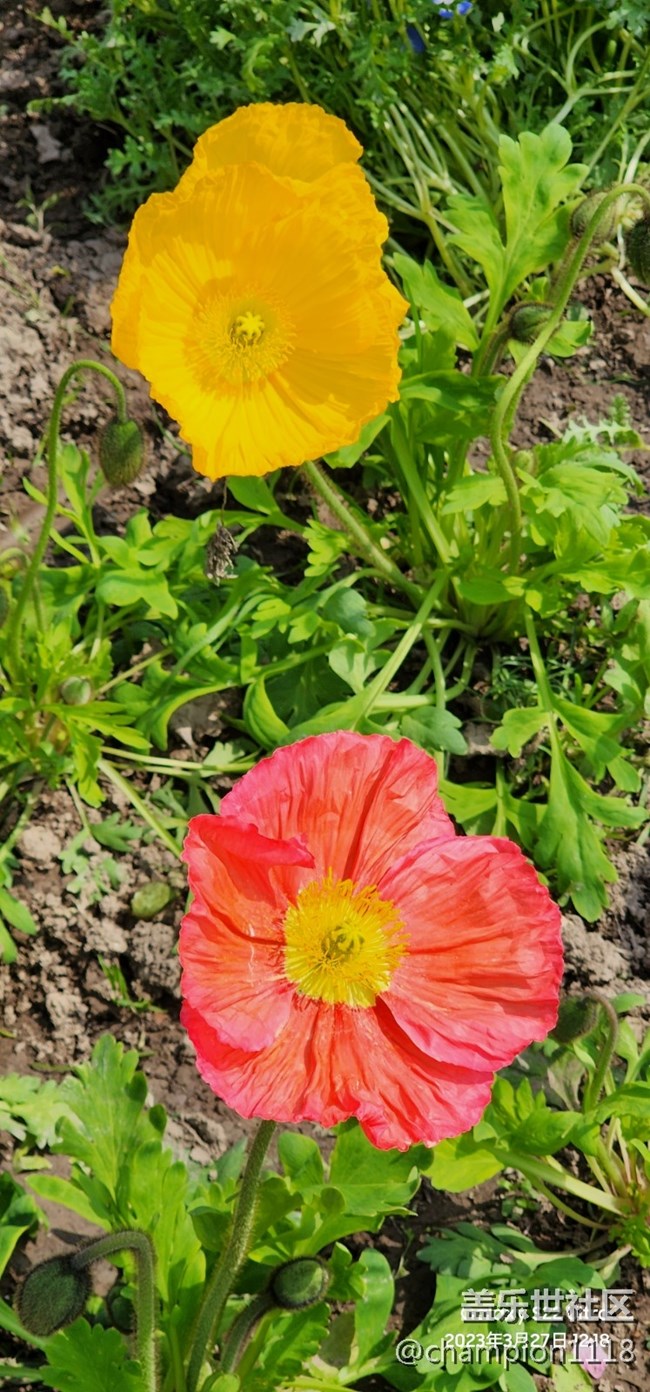 比较一下S22U和OPPO find X6 Pro拍照效果