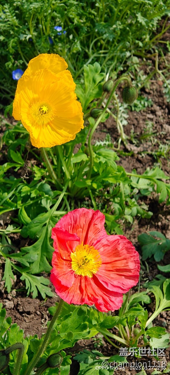 比较一下S22U和OPPO find X6 Pro拍照效果