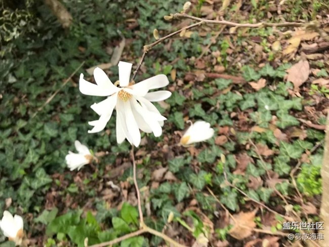 #暖心暖意——鲜花