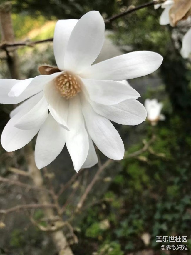 #暖心暖意——鲜花