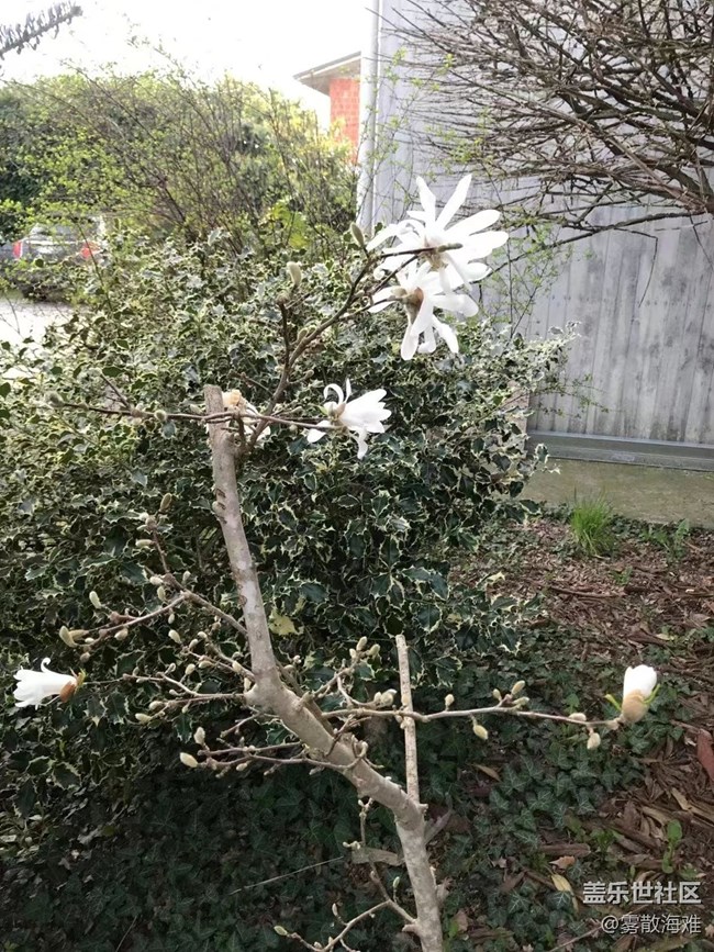 #暖心暖意——鲜花
