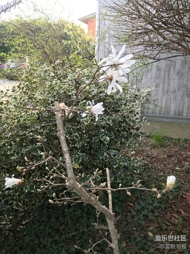 #暖心暖意——鲜花