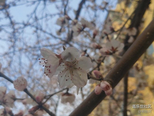 【初春时刻】桃花朵朵开