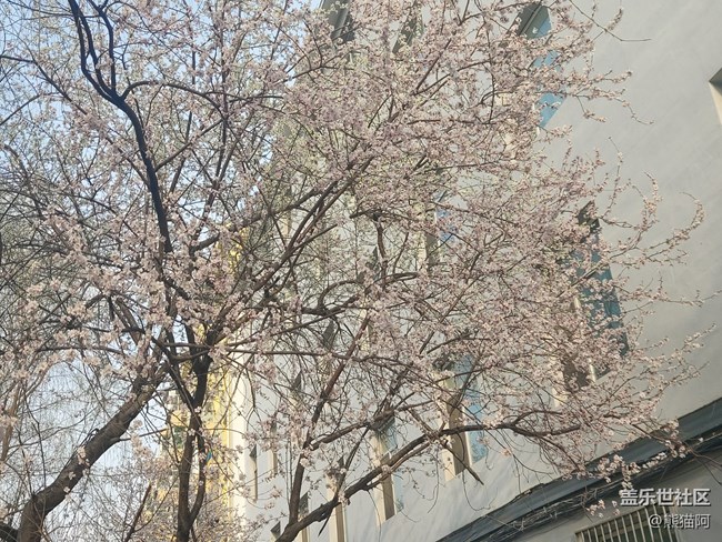 【初春时刻】桃花朵朵开