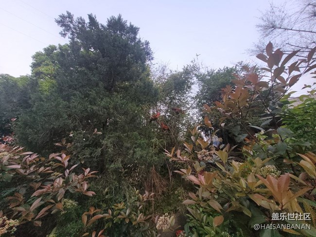 【身边的小动物】公鸡
