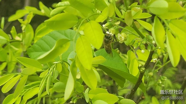 【身边的小动物】蜜蜂