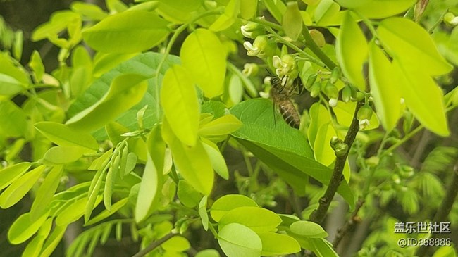 【身边的小动物】蜜蜂