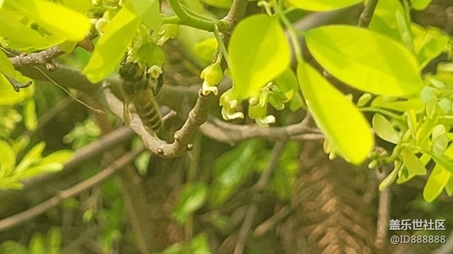 【身边的小动物】蜜蜂