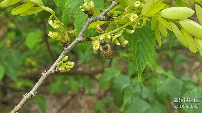 【身边的小动物】蜜蜂