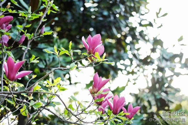 《不负春光》春意渐浓，生机盎然