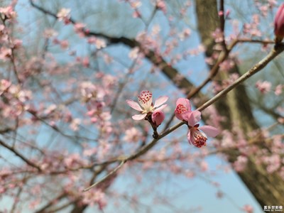 粉红