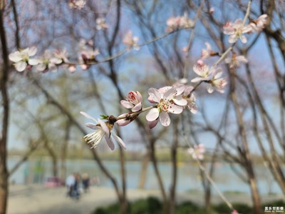 山桃花