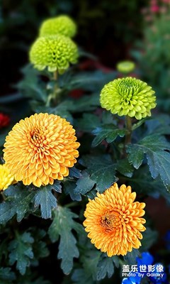 【拍有趣味】花市随拍