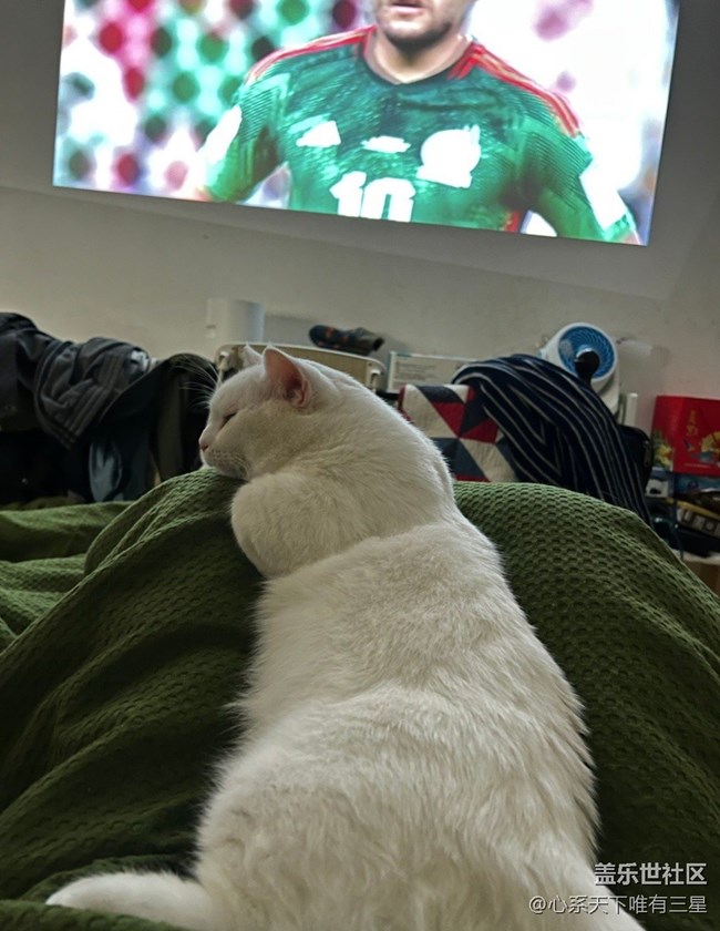 【身边的小动物】我爱世界杯