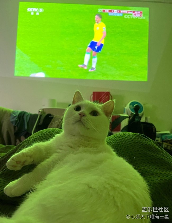 【身边的小动物】我爱世界杯
