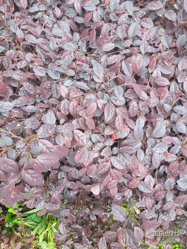 《不负春光》花开满