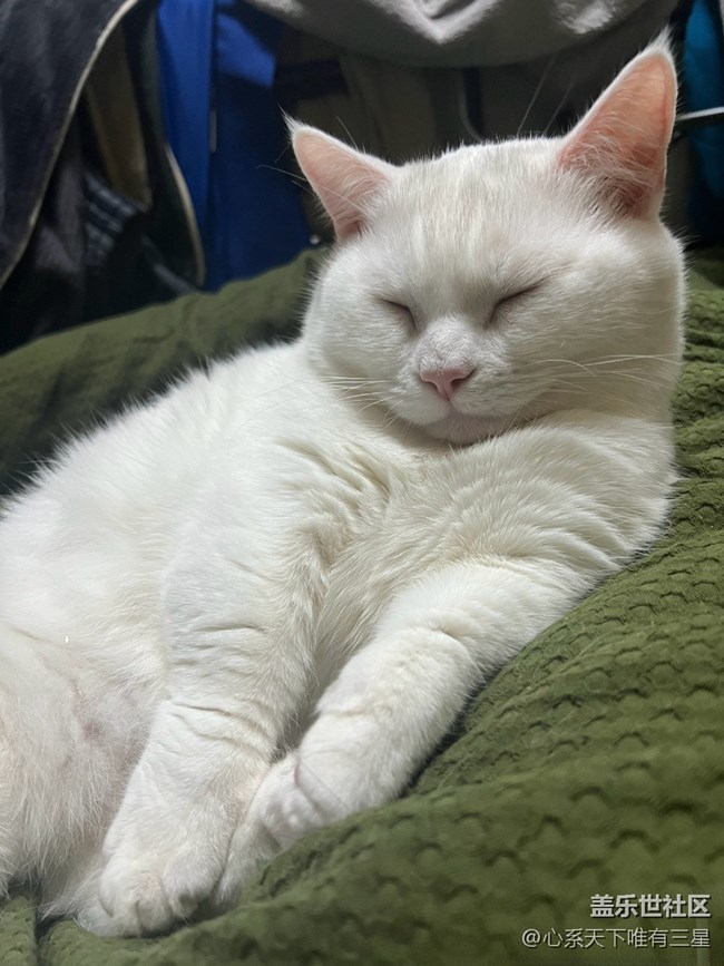 【身边的小动物】我爱世界杯